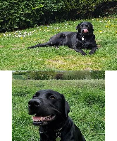 Black Lab doggy splash