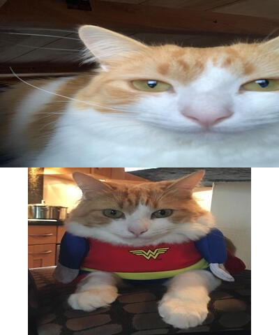 Charlie (my girlfriends cat)