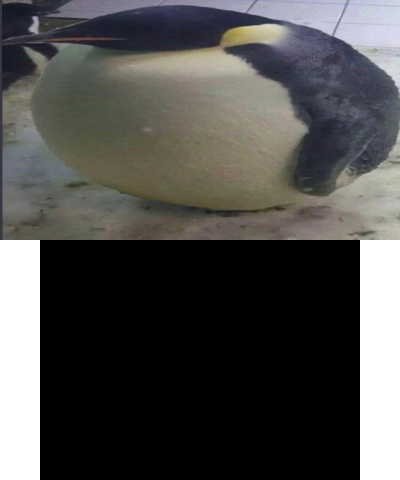 Fat Penguin